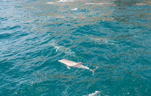 A graceful Indo-Pacific Bottlenose Dolphin is shown swimming in the clear aqua waters off Port Stephens in NSW, Australia. Around 90-120 dolphins live permanently in these waters and are much-loved by locals and visitors alike. The dolphin is viewed side-on and its whole body can be seen from snout to tail. Half its body is out of the water. Next to the dolphin there are two other dolphins from its pod swimming underwater. These grey dolphins get their name from their short round snouts that look a bit like a bottle. They also have a broad triangular dorsal fin in the middle of their backs. The water in the photo is a beautiful clear aqua green colour.