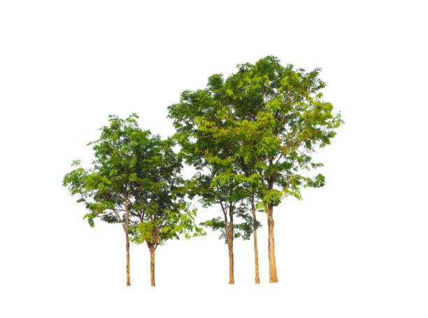 istock Trees that are isolated on a white background are suitable for both printing and web pages 1432803072