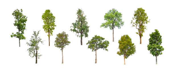 Collection Realistic Trees set isolated on white background stock photo