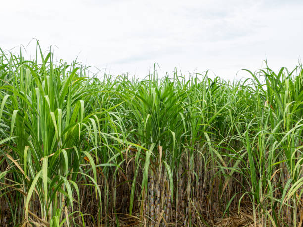istock Sugarcane field at sunrise in Thailand 1432803306