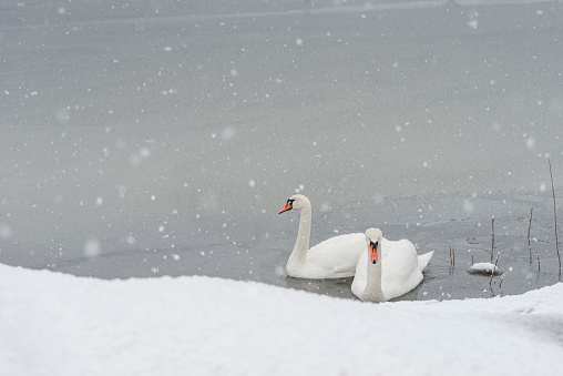 Two white Swans in frozen winter lake