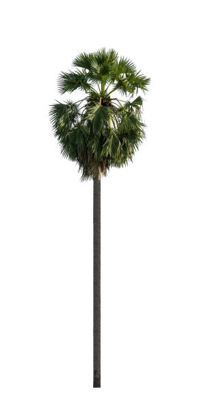 istock sugar palm that are isolated on a white background 1432804219