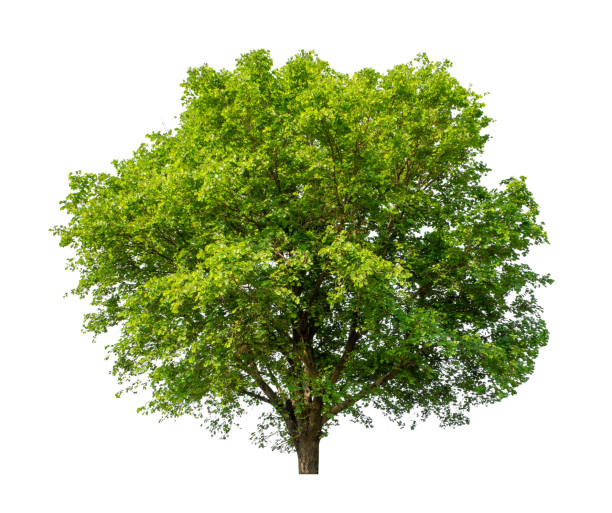 Tree that are isolated on a white background are suitable for both printing and web pages stock photo