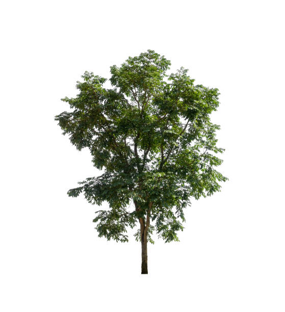 istock Trees that are isolated on a white background are suitable for both printing and web pages 1432804319