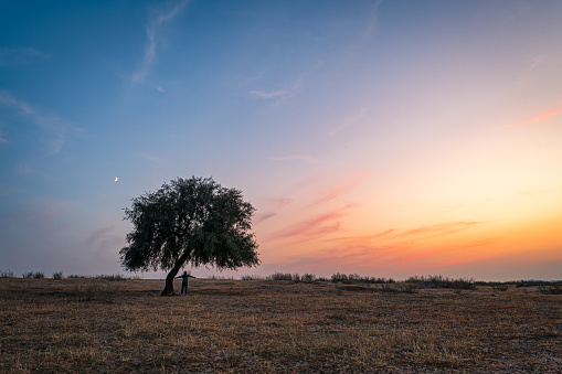 Marula tree placed in African sunset as a silhouette