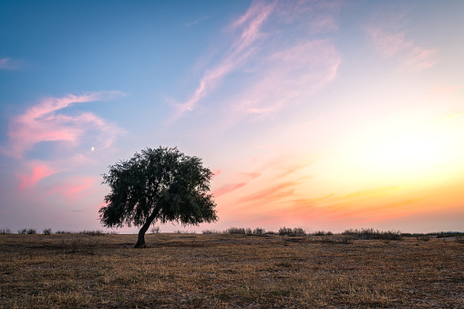 A single tree on the sunset grassland