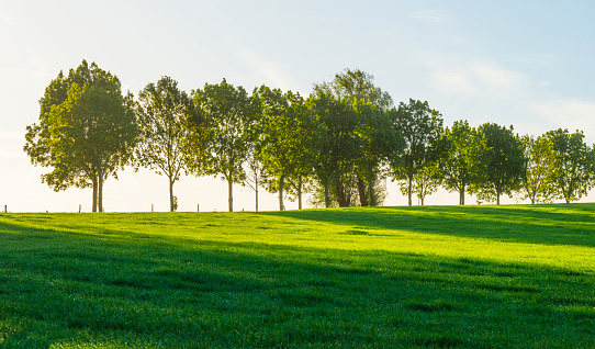 Fields and trees in a green hilly grassy landscape under a blue sky at sunrise in autumn, Voeren, Limburg, Belgium, October, 2022