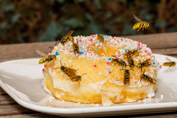 A dangerous Wasp on food stock photo