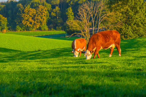 istock Cows in a green hilly meadow under a blue sky at sunrise in autumn 1432806372