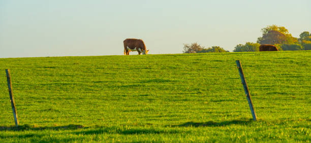 istock Cows in a green hilly meadow under a blue sky at sunrise in autumn 1432806518