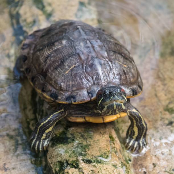 istock Red eared slider turtles in the pond 1432806538