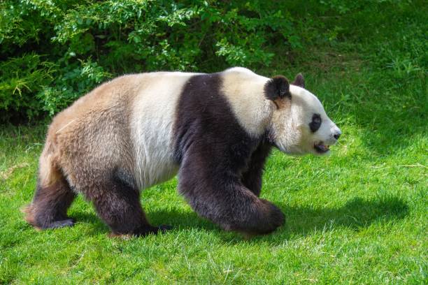 istock Young panda walking in the grasses 1432806783