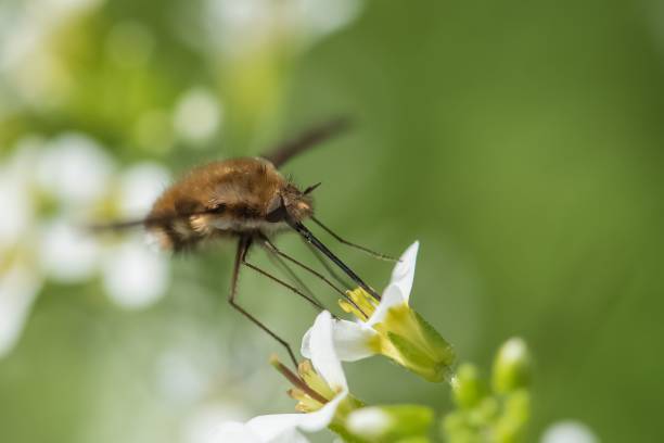 istock Macro of a hawk moth eating nectar of a flower in spring 1432806895