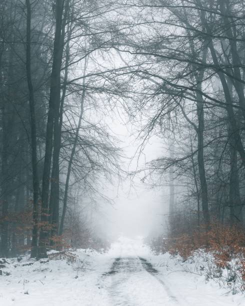 istock A path in a foggy forest covered with a snow 1432807200