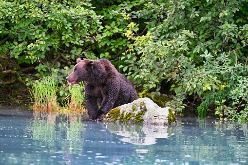 A front shot of an Alaskan brown bear sitting near the stone in Clark lake and looking side with trees in the background