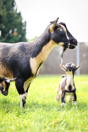 A vertical shot of a mother goat with two kids on a farm