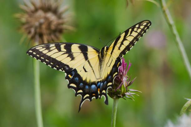 istock Closeup of a yellow eastern tiger swallowtail perched on a flower 1432808441