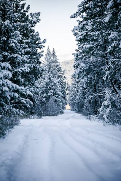 istock Vertical shot of a snowy pathway through a winter forest 1432808465