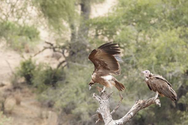 istock Closeup of griffons perched on a tree branch 1432808580