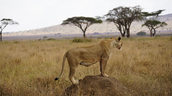 A beautiful shot of a lioness standing on a rock and examining the surrounding
