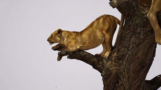 A beautiful closeup shot of a lioness on a tree branch
