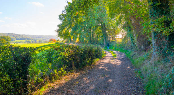 istock Fields and trees in a green hilly grassy landscape under a blue sky in sunlight in autumn 1432808847