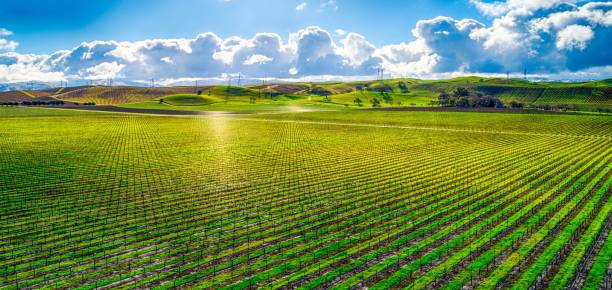 Gorgeous view of a vast, vibrant green field under a bright cloudy sky in the countryside A gorgeous view of a vast, vibrant green field under a bright cloudy sky alameda county stock pictures, royalty-free photos & images