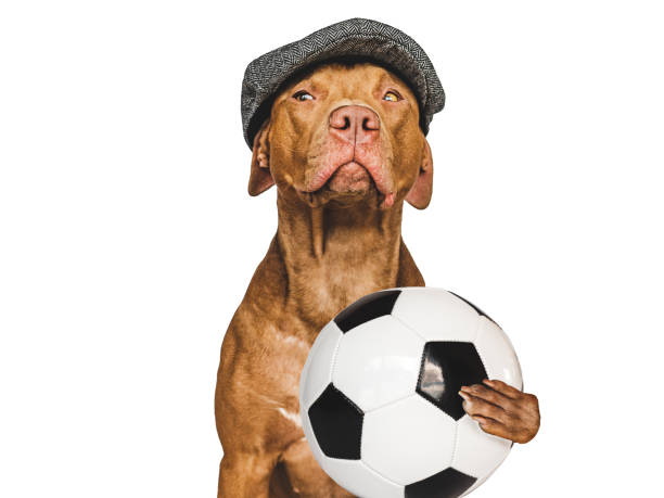 istock Charming, lovable puppy and soccer ball. 1432809362