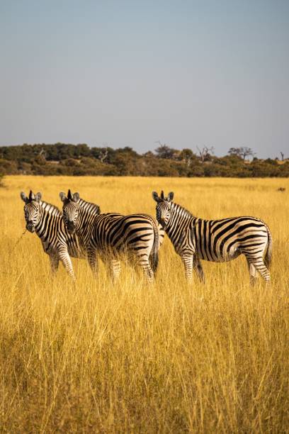 istock Vertical shot of zebras in Botswana 1432809654