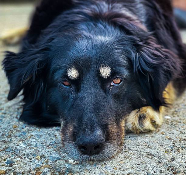 istock Closeup of a black dog's head resting on a ground 1432809829
