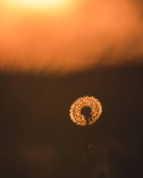istock Vertical shot of a fluffy dandelion on a field at sunset 1432810001