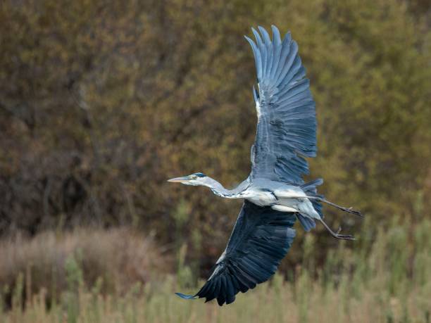 istock Beautiful gray heron flying over a mountainside park 1432810105