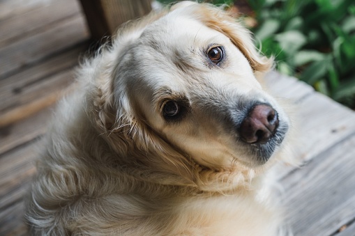 A beautiful closeup shot of a fluffy golden retriever looking up at the camera with pleading eyes
