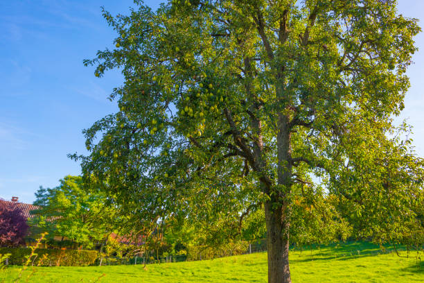 istock Fields and trees in a green hilly grassy landscape under a blue sky in sunlight in autumn 1432810440