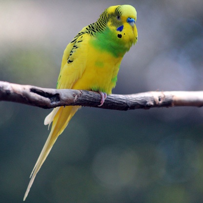 Cute green yellow budgie on white background