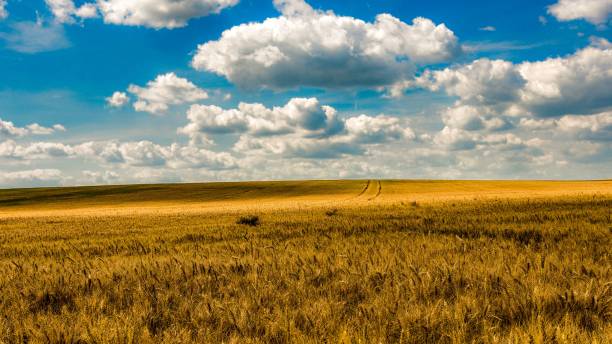 istock Scenic cloudscape over endless agricultural field 1432810705