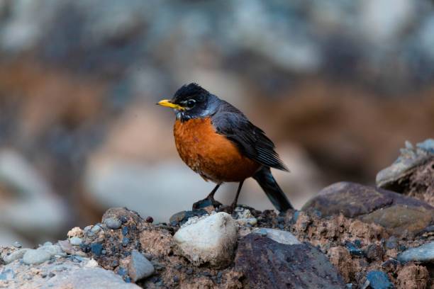istock Closeup of an American robin on stones on a blurred background 1432810977