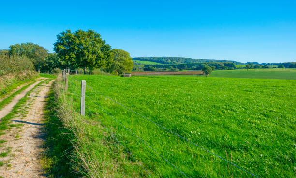 Fields and trees in a green hilly grassy landscape under a blue sky in sunlight in autumn stock photo