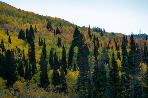 istock Beautiful hillside with fur trees in autumn 1432811081