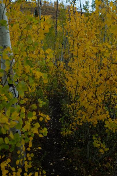 istock Scenic autumn forest landscape, a vertical shot 1432811111