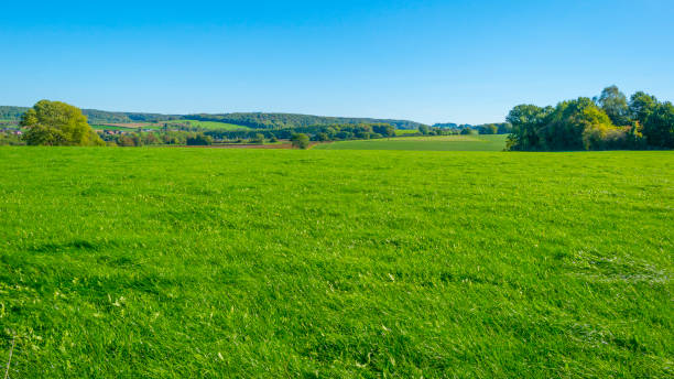 istock Fields and trees in a green hilly grassy landscape under a blue sky in sunlight in autumn 1432811364