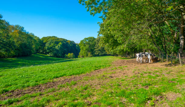 istock Cows in a green hilly meadow under a blue sky in autumn 1432811849