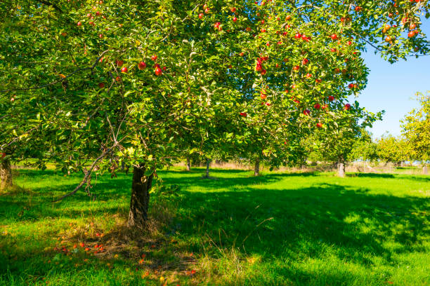 istock Apple trees in an orchard in a green grassy meadow in bright sunlight in autumn 1432812630