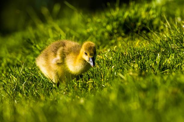 istock A small yellow goose walking on a green grass 1432812804