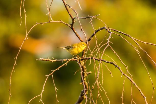 istock A small Willow warbler bird on a branch of a tree 1432812812