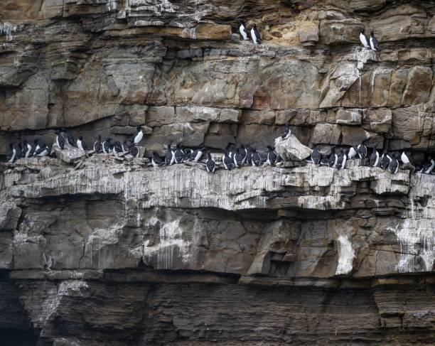 istock Flock of birds on a rock in Svalbard, Norway 1432813190