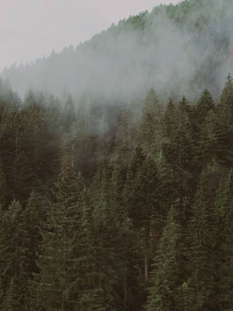 istock Vertical shot of a beautiful mountainous forest nature scenery 1432813974