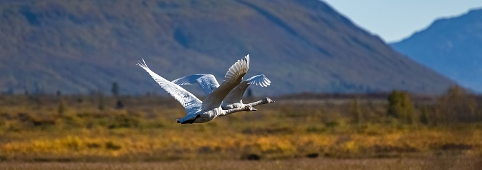 Two trumpeter swans, Cygnus buccinator, flying above the toundra, Yukon, Canada