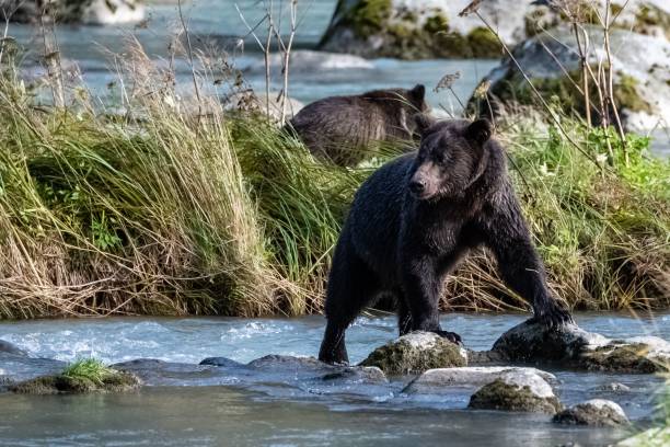 istock A grizzly bear fishing salmon 1432815569