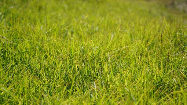 istock Closeup of a grassy ground for background 1432815816